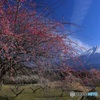 紅梅、香る