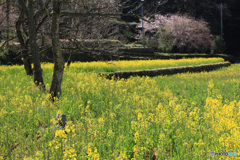 里山の春