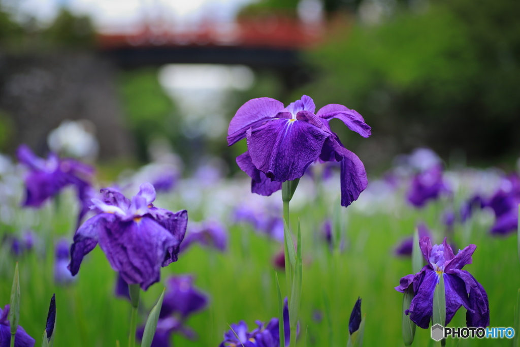 菖蒲咲く境内