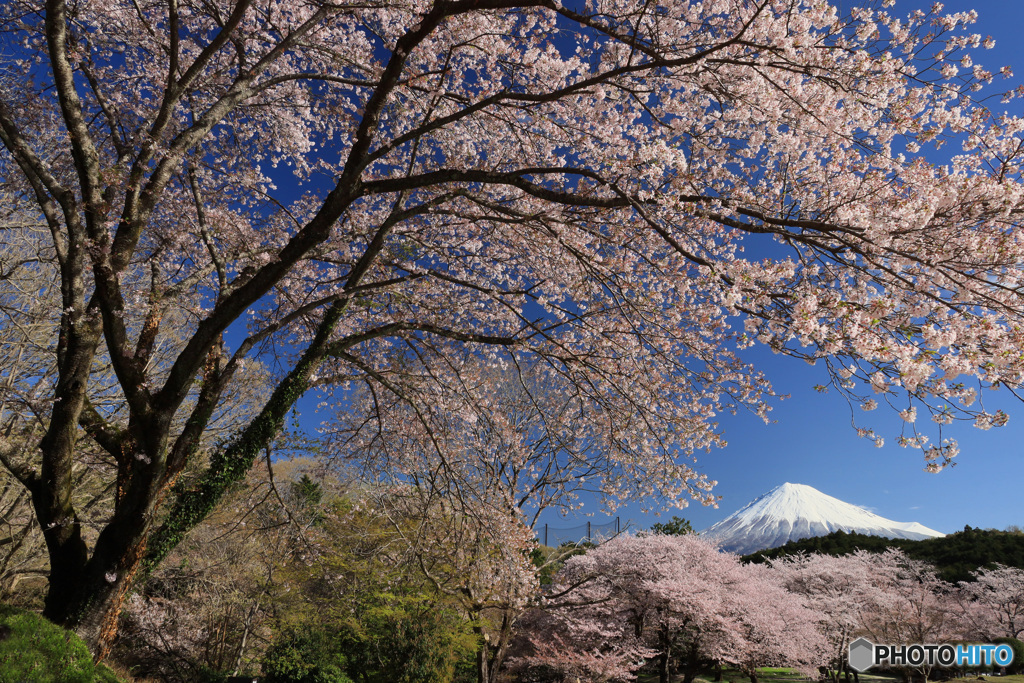 富士と桜