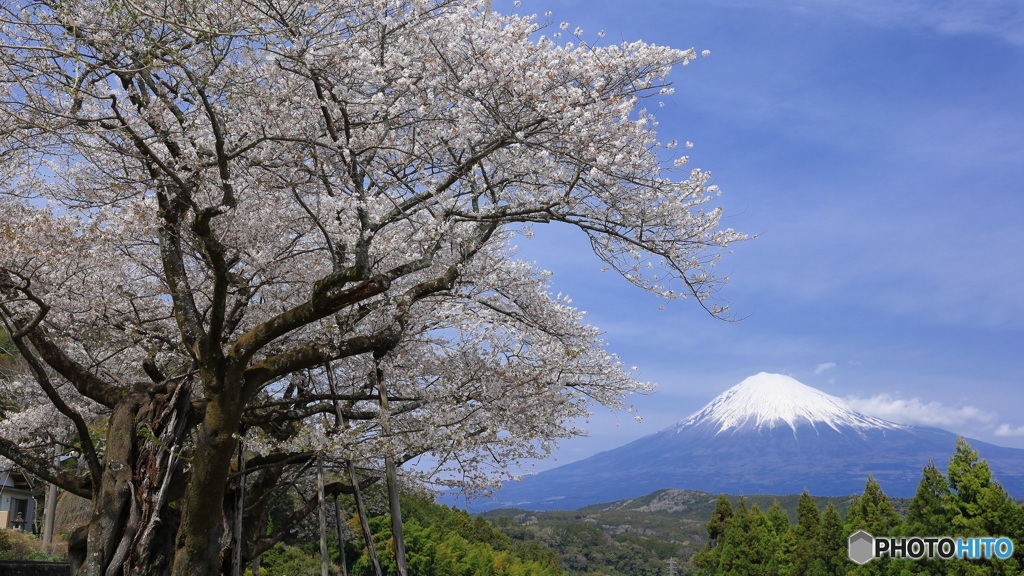 桜、満開に -11