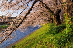 川辺の桜並木