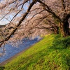 川辺の桜並木