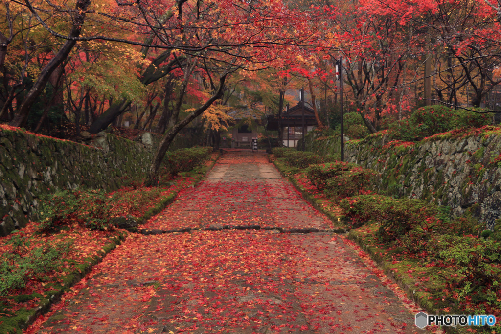 落葉の路 (141Ｔ)
