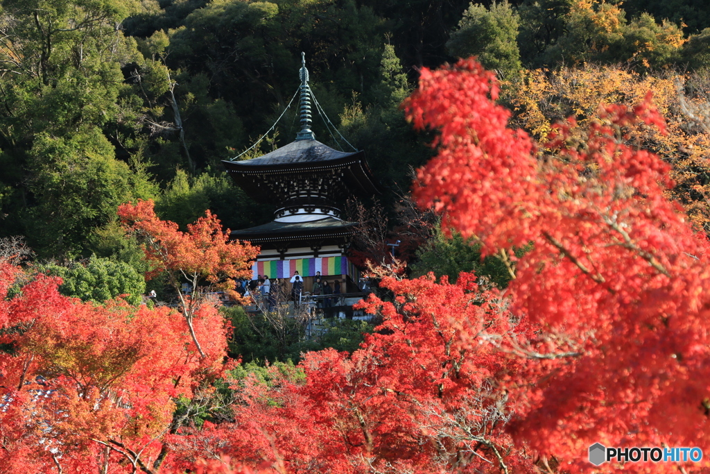 紅葉の多宝塔 -2