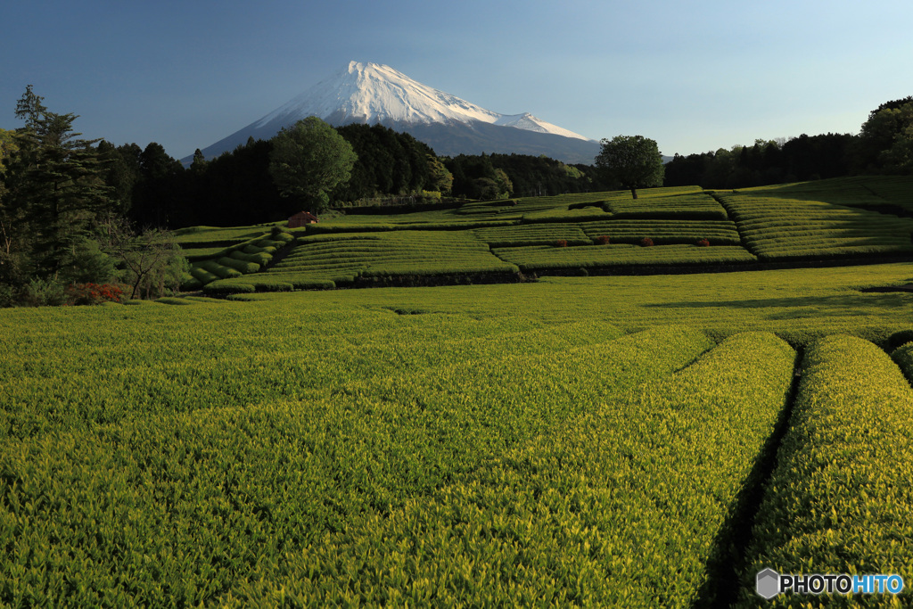 富士の見えるお茶畑