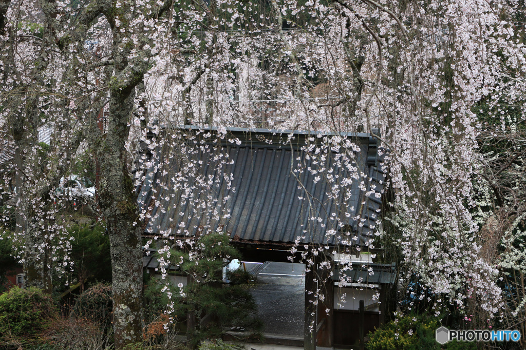 門前の滝桜