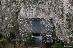 門前の滝桜