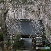 門前の滝桜