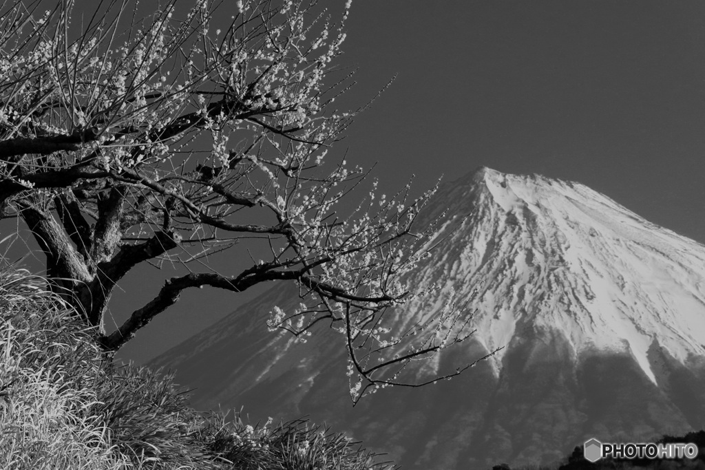梅の木、1本