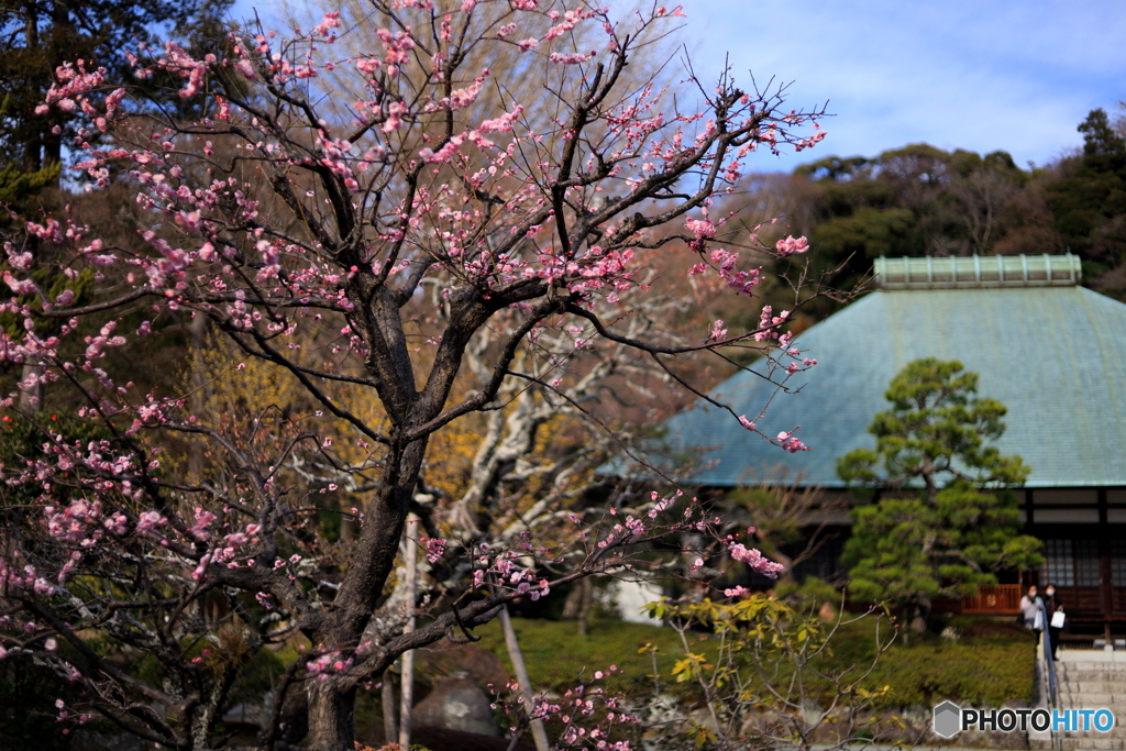 紅梅咲く境内