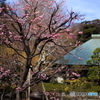 紅梅咲く境内
