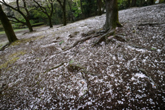 こぼれ桜 (265T)