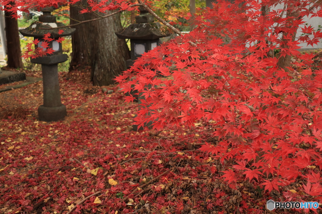 師走の紅葉