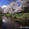 忍野の春 -3