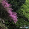 森に咲くミツバツツジ -1  (609T)