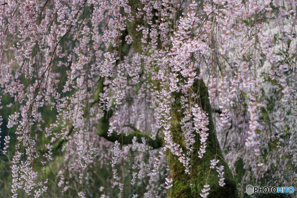 桜乱舞 -2