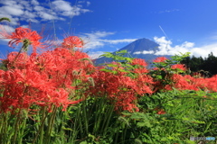 里山に咲く彼岸花