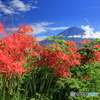 里山に咲く彼岸花