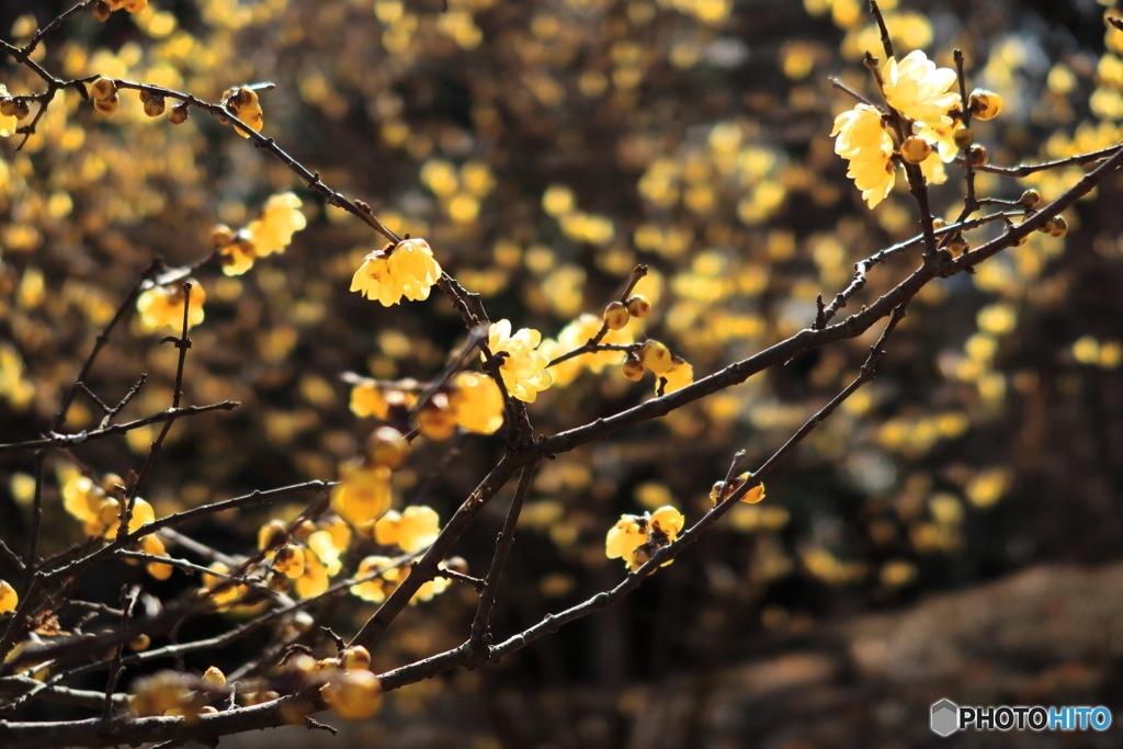 蝋梅咲く頃