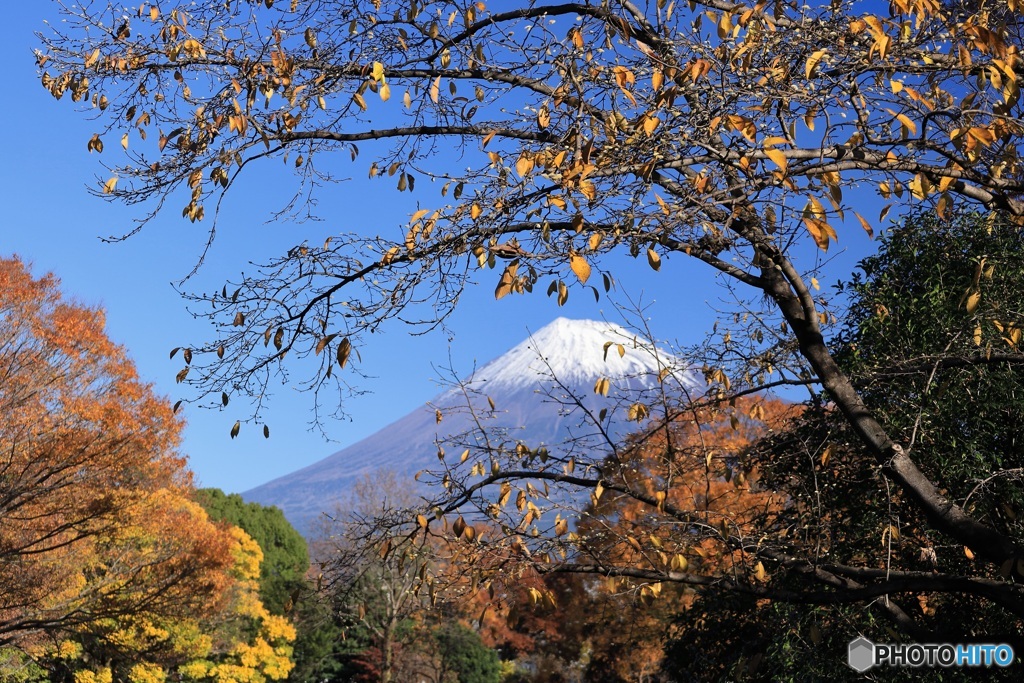 晩秋