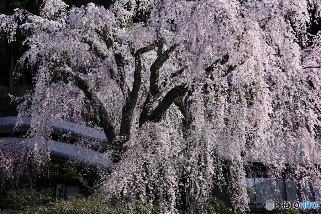 桜、満開に -14