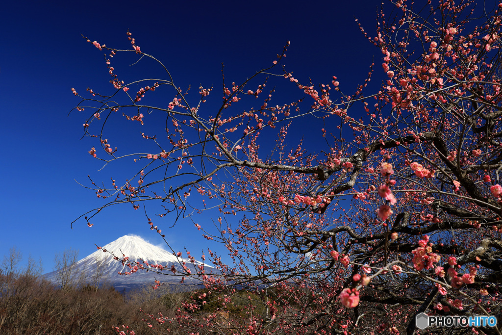 紅梅咲く頃 (518T)
