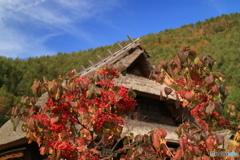 秋色と青い空