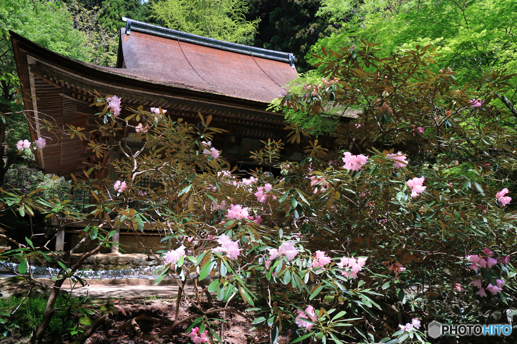 石楠花咲く頃