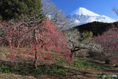 里山の春