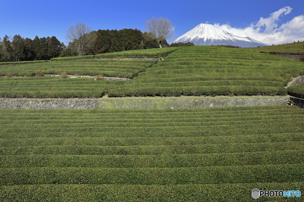 富士のお茶畑