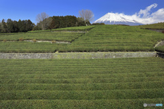 富士のお茶畑