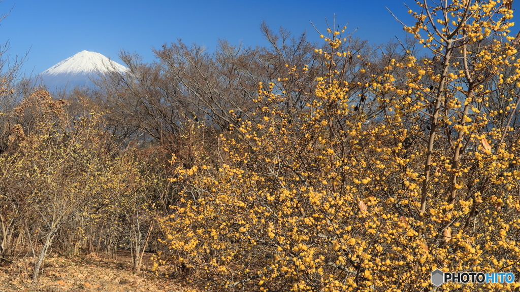 蝋梅と富士