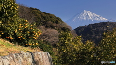 春待つ山里から (829T)