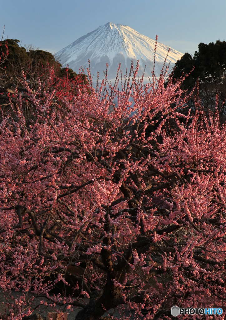 紅梅、光る