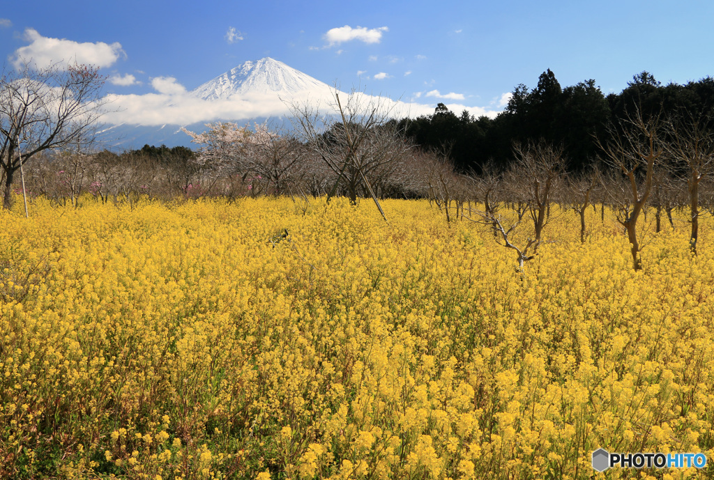 菜の花咲く頃