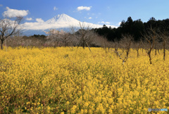 菜の花咲く頃