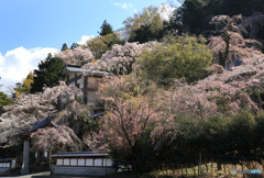 桜いっぱいの山寺