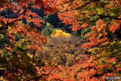 秋の彩 (574T)
