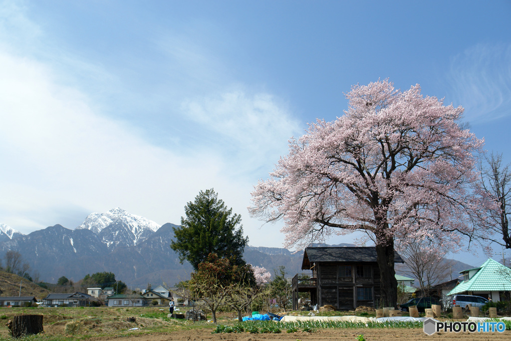 里山に咲く