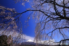 桜と富士と青空と
