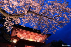 桜、ライトアップ -2