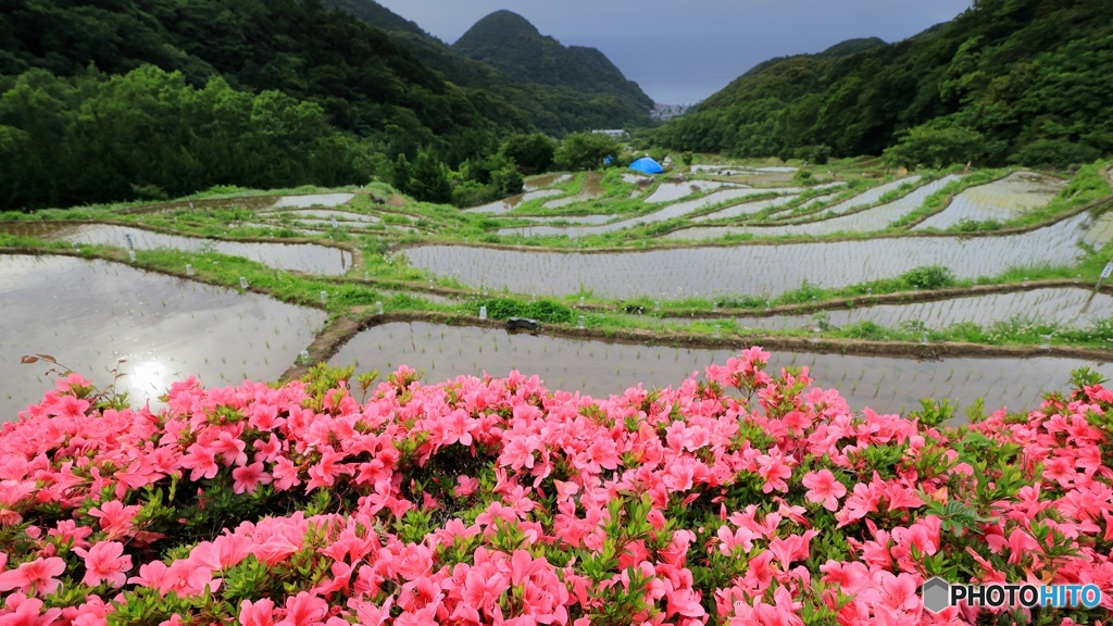 ツツジ咲く棚田
