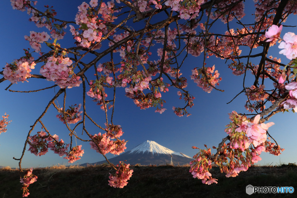 河津桜と富士
