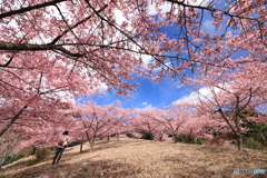 桜、独り占め (351T)