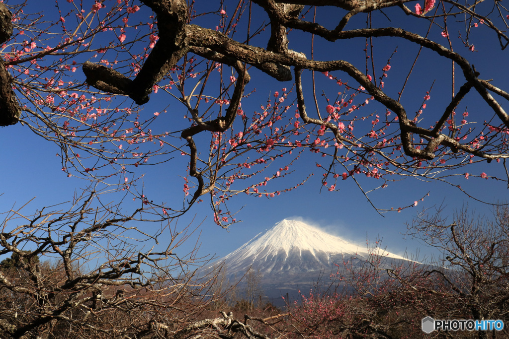 紅梅咲く