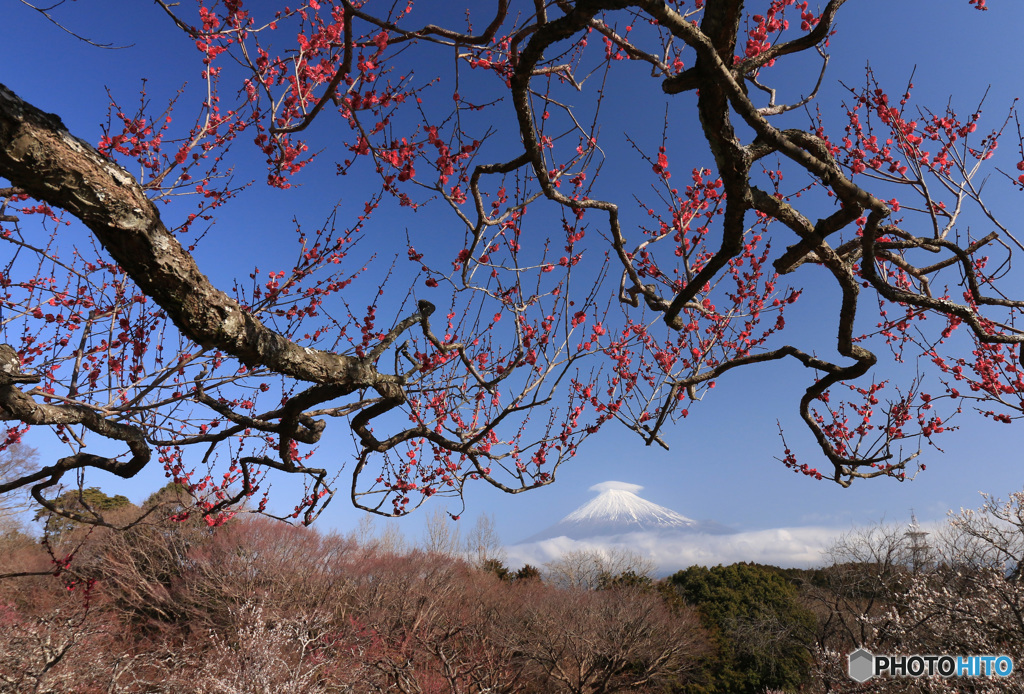 紅梅遥か