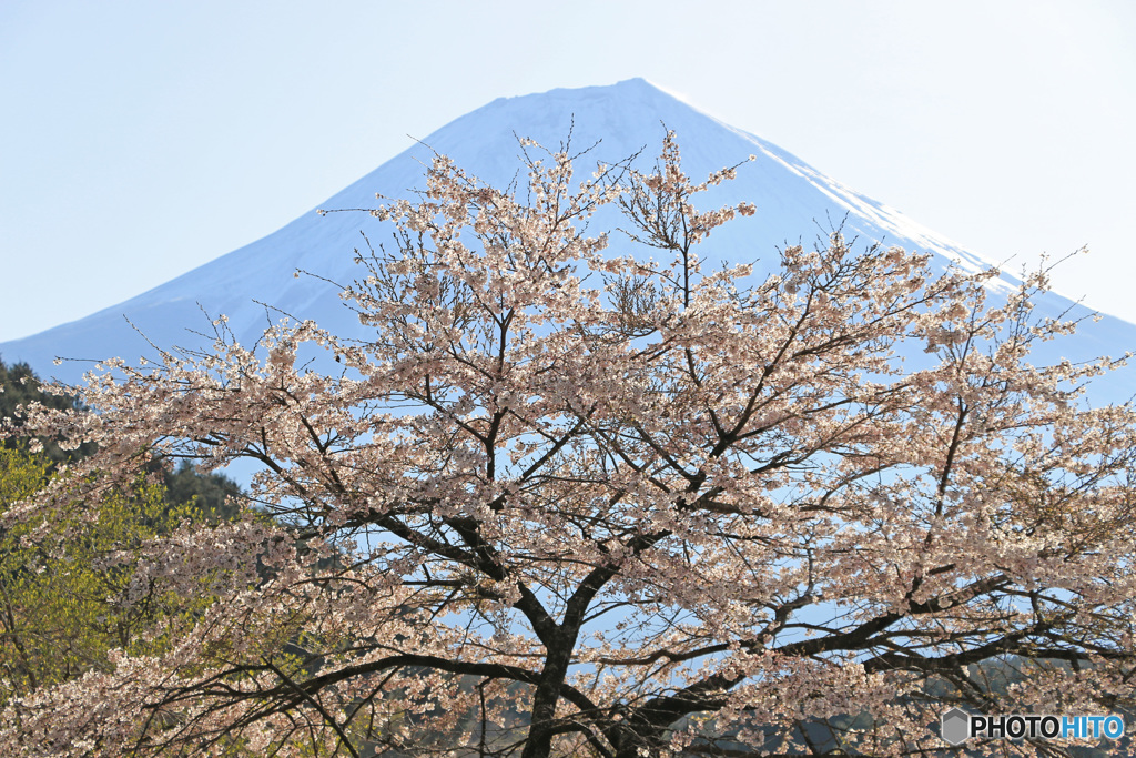 桜、満開のとき