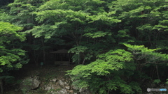 緑の中で
