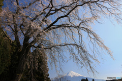 富士と桜